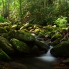 LeConte Creek